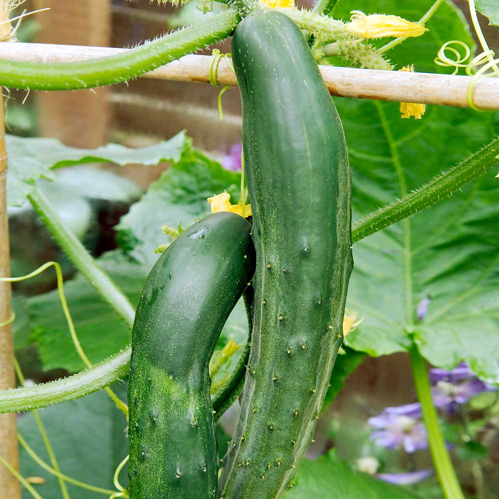 Bush Champion Cucumber Seeds for Planting, Compact High-Yield Heirloom Variety
