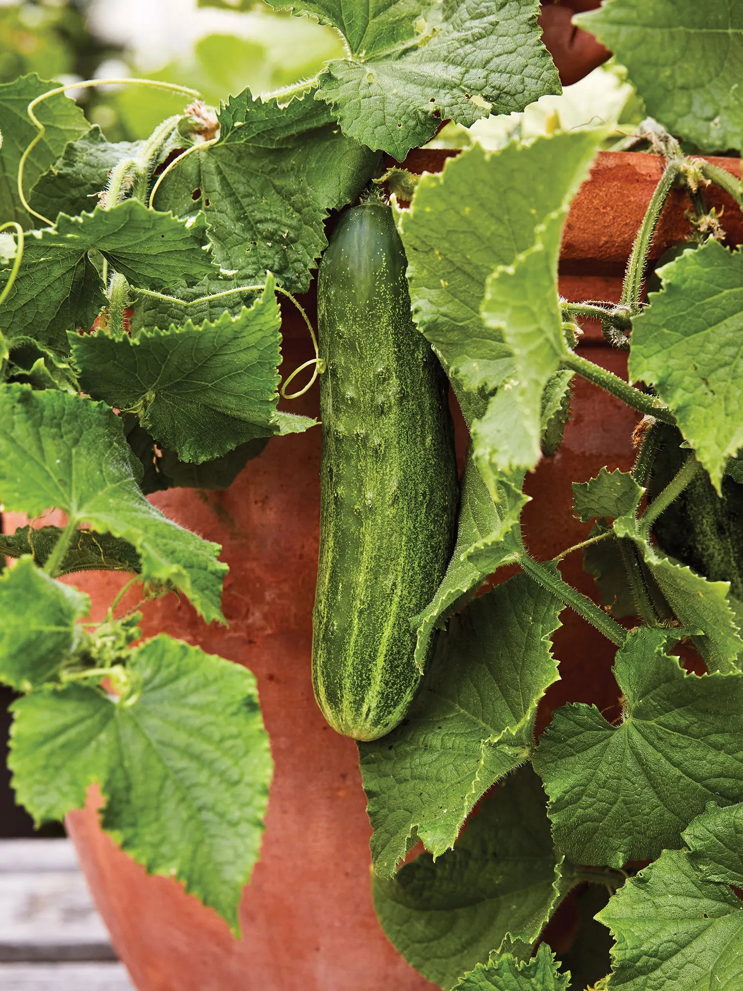 Fresh Bush Champion Cucumbers from Seeds, Ideal for Containers and Small Gardens