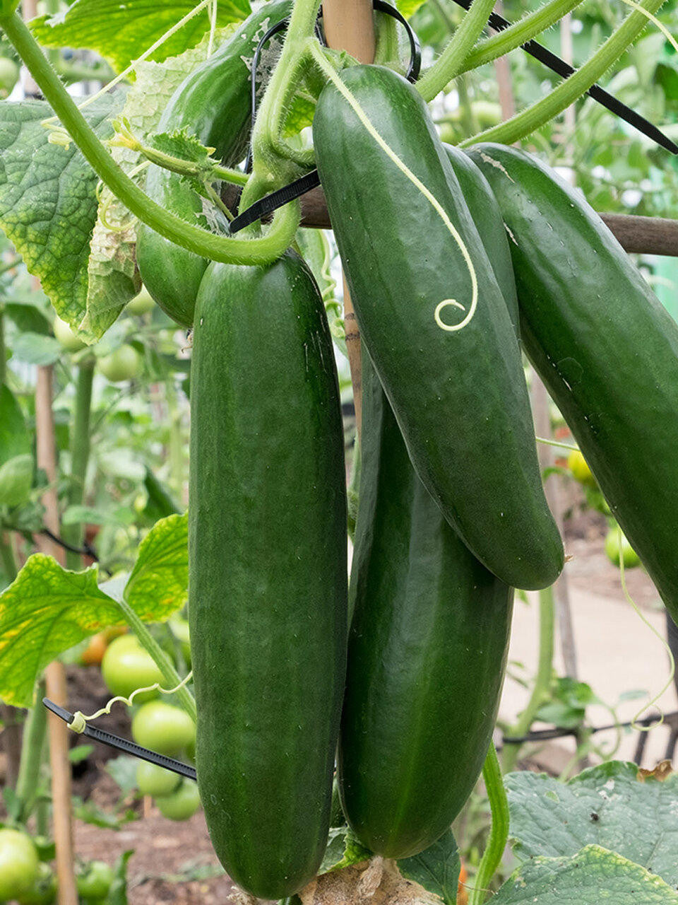 Bush Champion Cucumber Seedlings Growing in Pots, Compact Container Variety