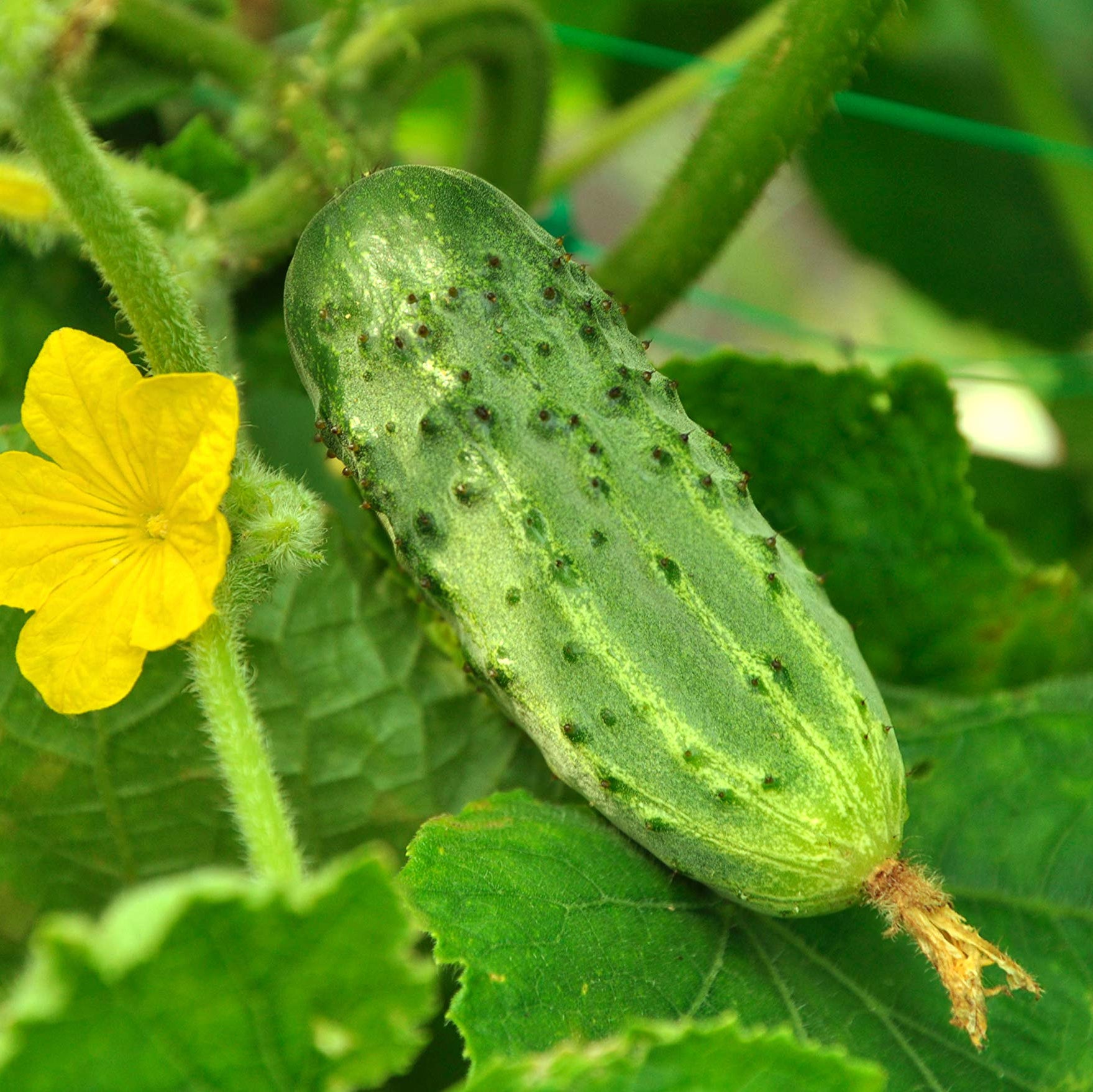 Bush Pickle Cucumber Seeds for Planting, High-Yield Compact Cucumbers