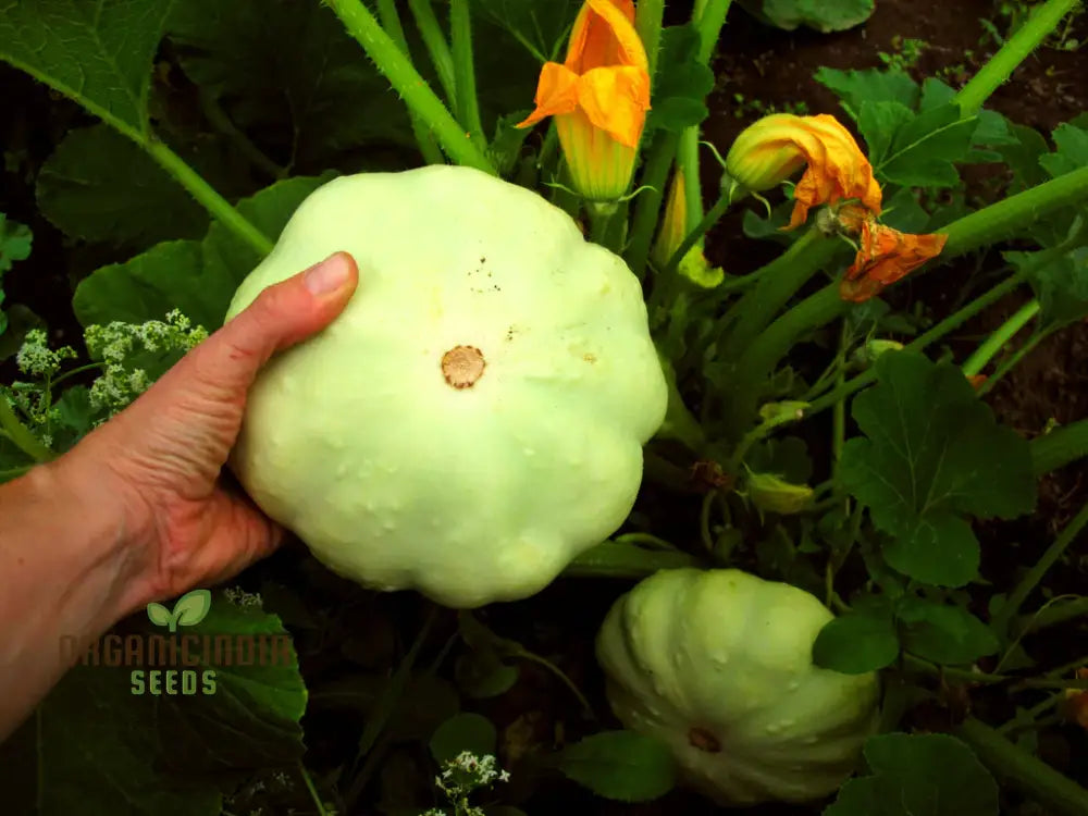 Green Tint Bush Scallop Squash Growing in Home Garden