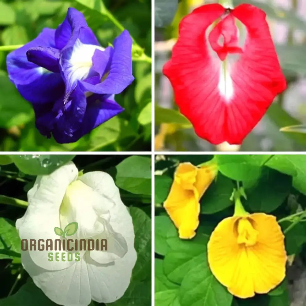 Butterfly Pea Mixed Color Seeds for Decorative Garden Flowers