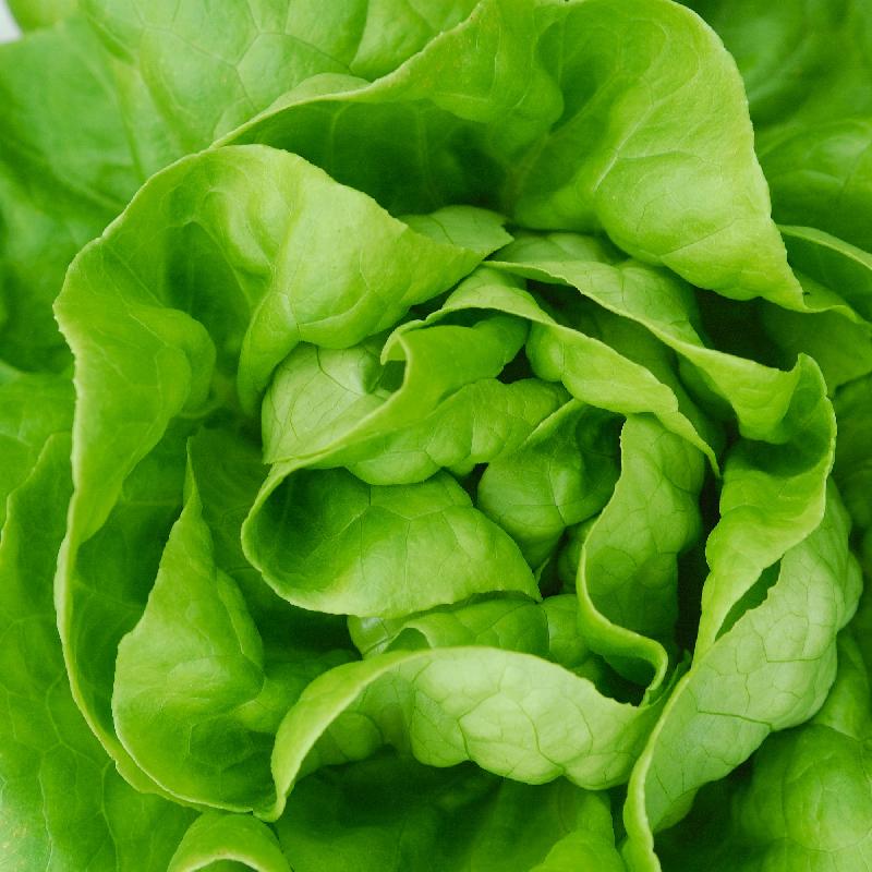 Mature Butterhead Lettuce Plant (Boston or Bibb) from Seeds, Tender Leaf Greens