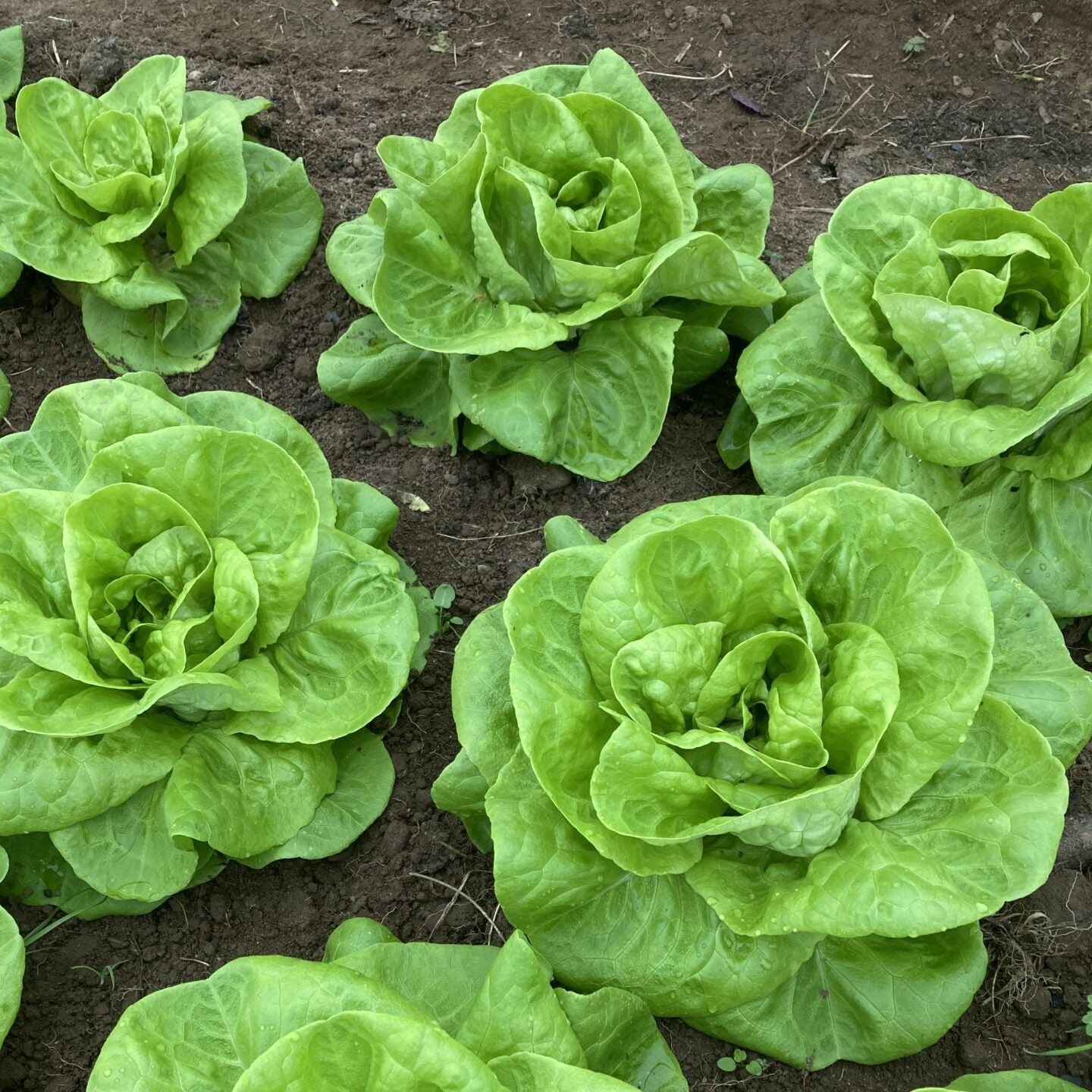Butterhead Lettuce Seedling (Boston or Bibb) from Seeds, Easy-to-Grow Garden Lettuce