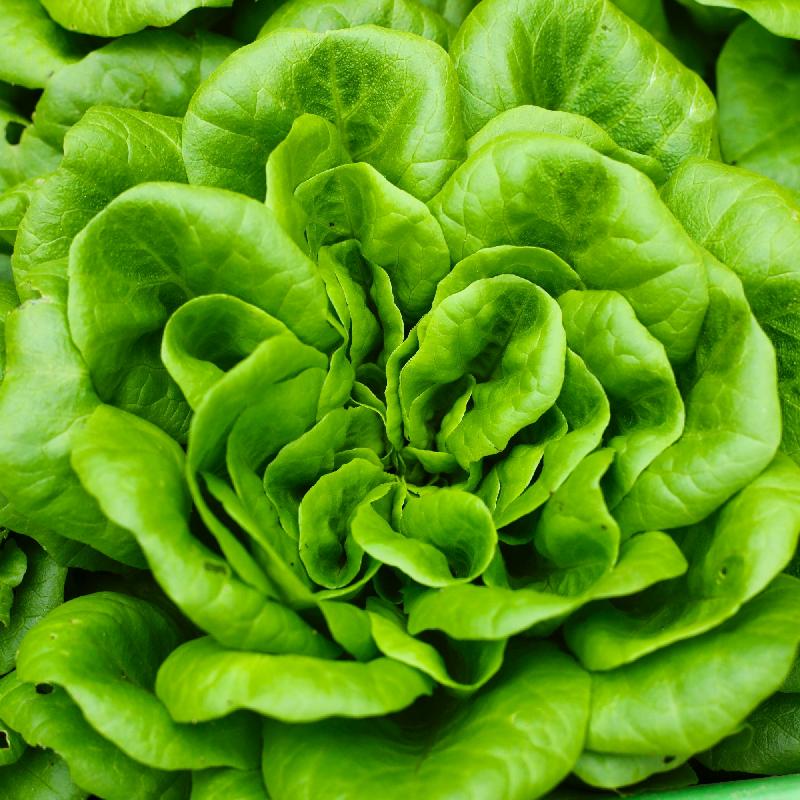 Butterhead Lettuce Seeds (Boston or Bibb) for Home Gardens, Fresh Crisp Greens