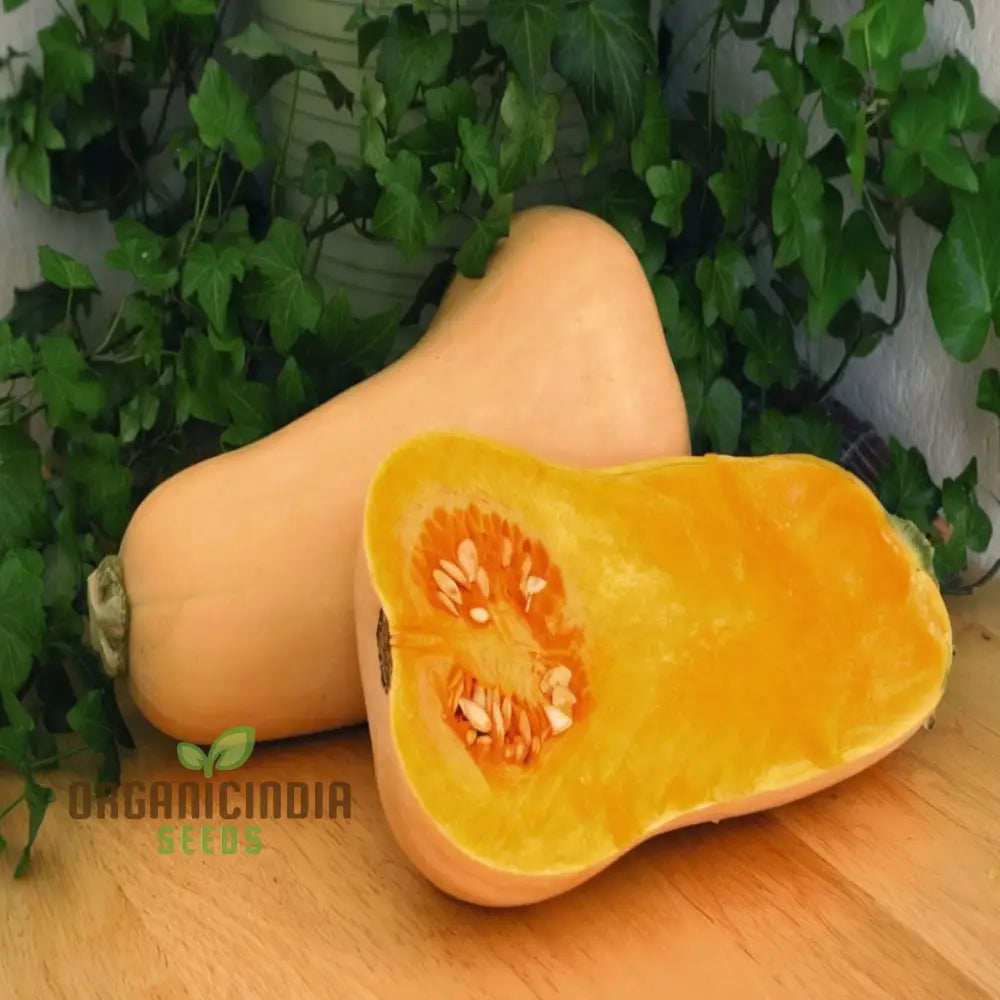 Large Butternut Hunter F1 Squash Fruits, Premium Home Garden Seeds