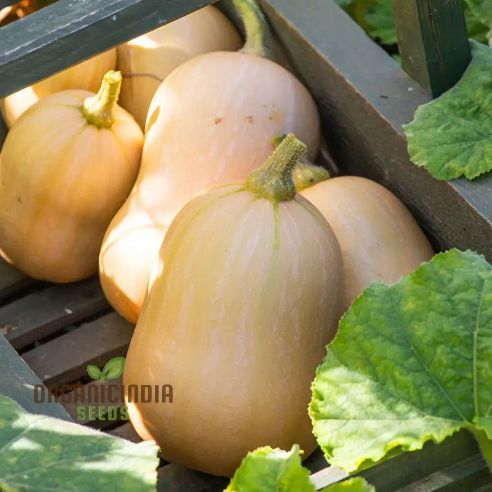 Fresh Butterbush Butternut Squash Fruits on Plant, Sweet and Smooth