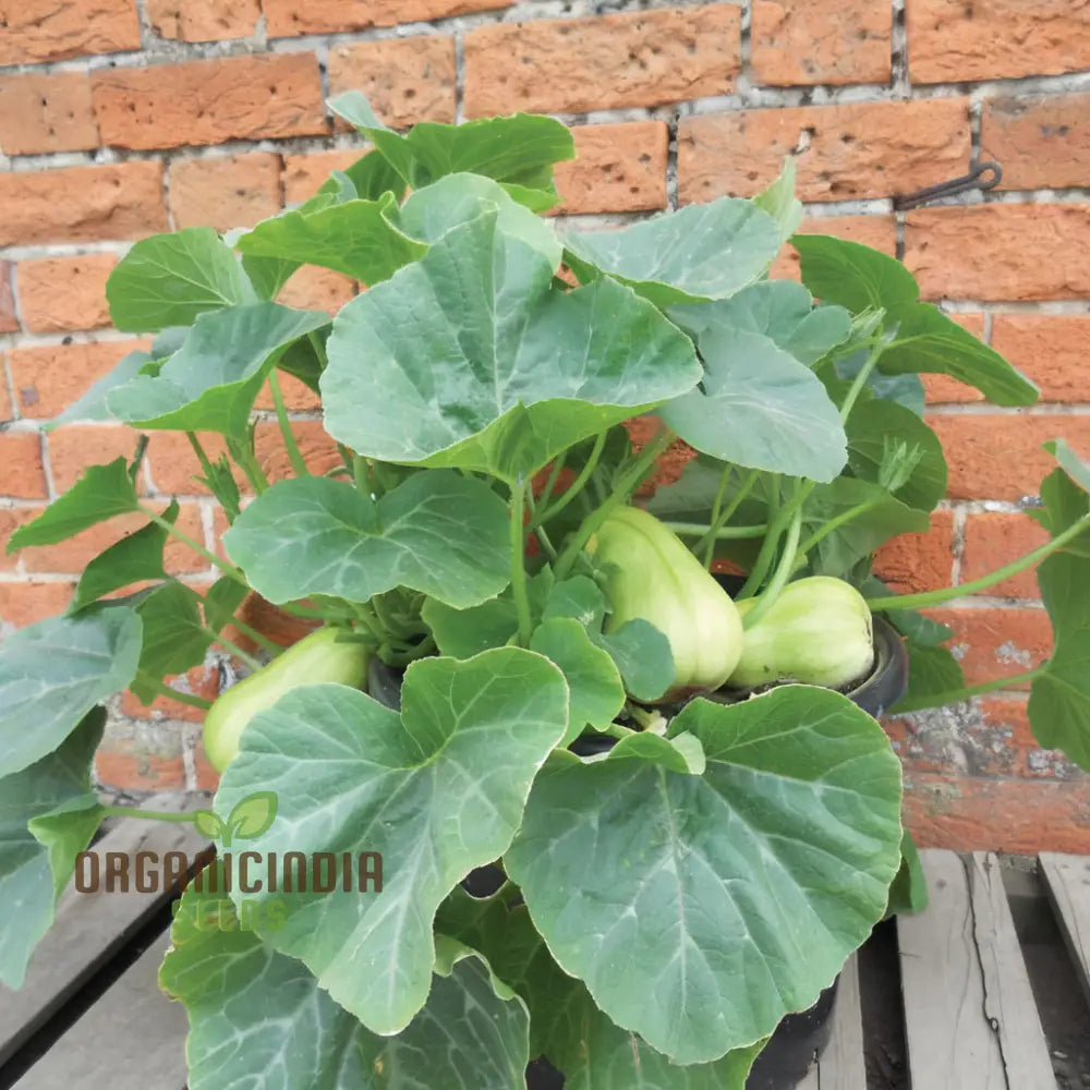 Mature Butterbush Butternut Squash Plant from Seeds, Compact and Productive