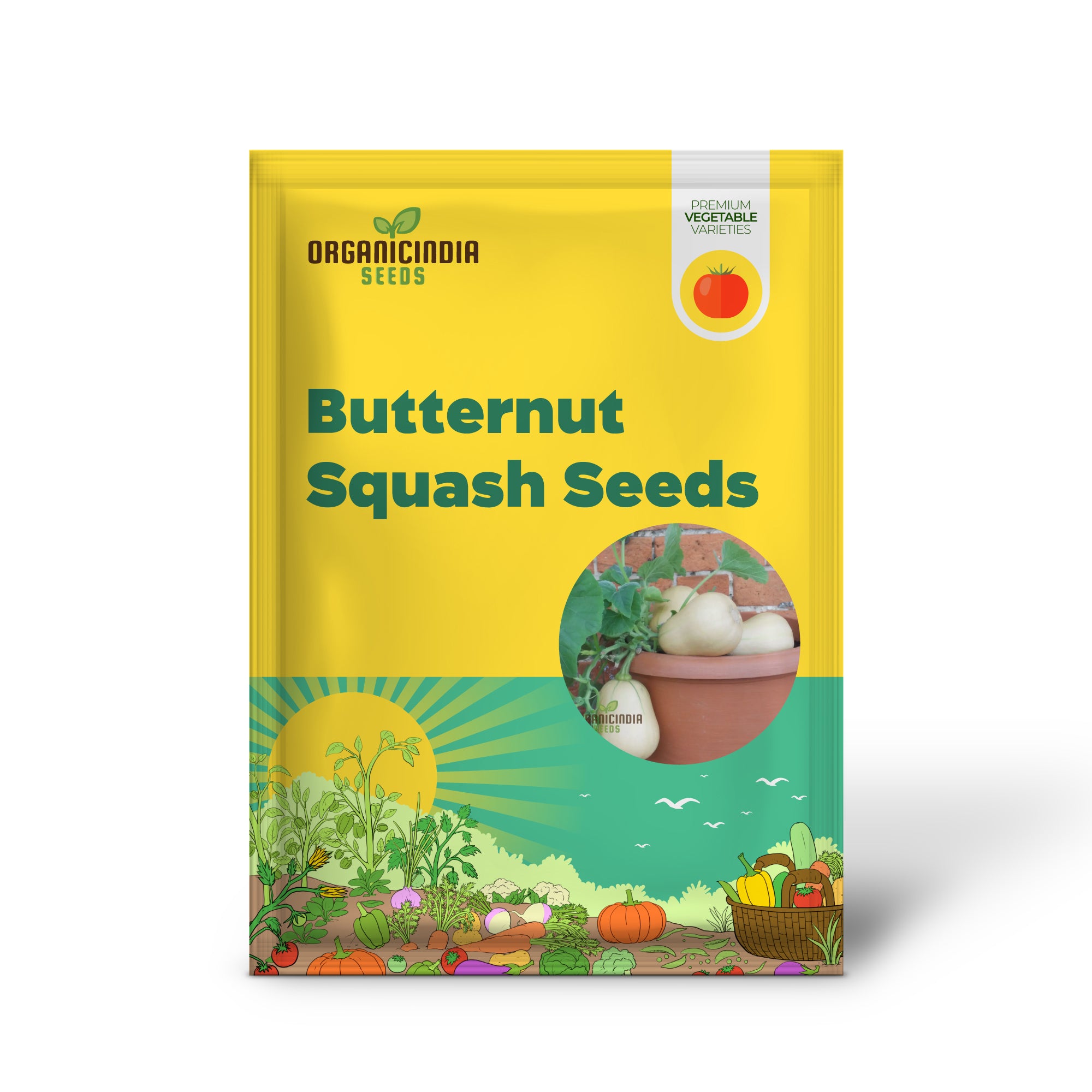 Butterbush Butternut Squash Seedlings Growing from Seeds, Compact Garden Variety