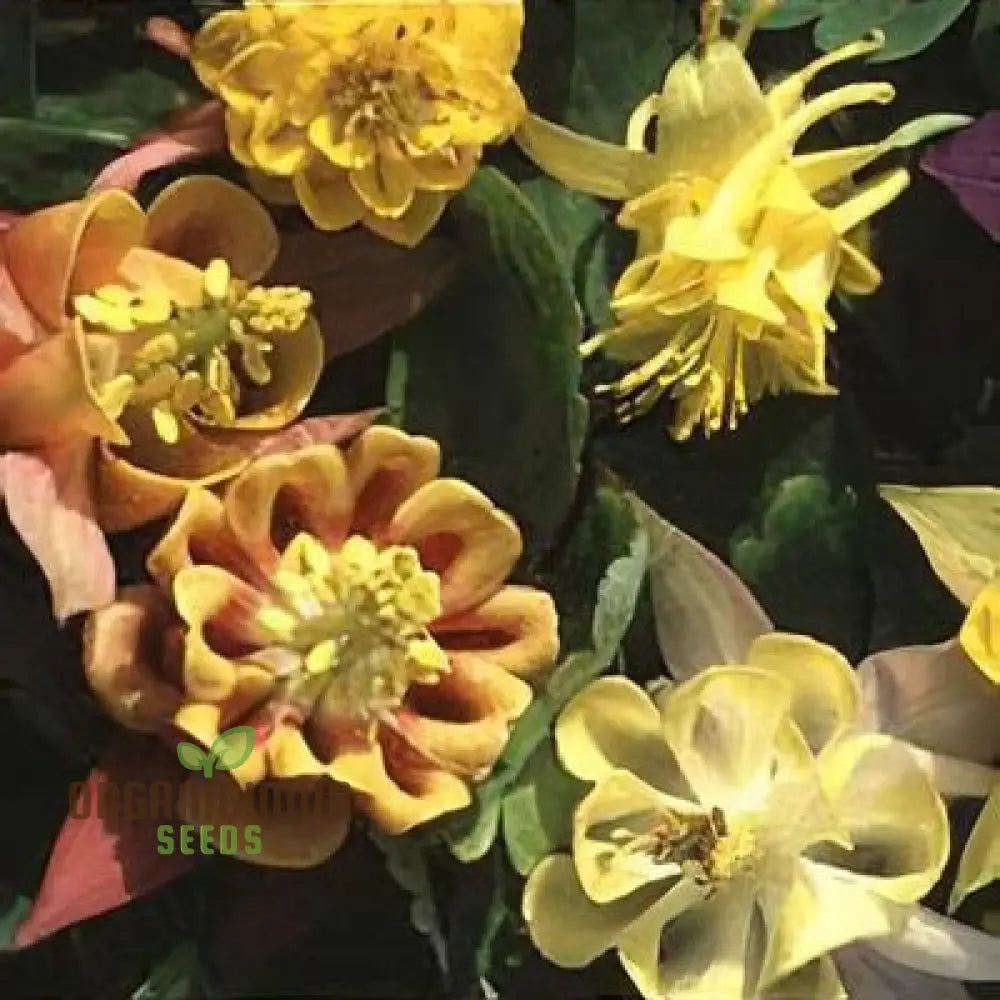 Buy Aquilegia Vulgaris â€™Oranges And Lemonsâ€™ Seeds For Gardening | Rare Perennial Flower