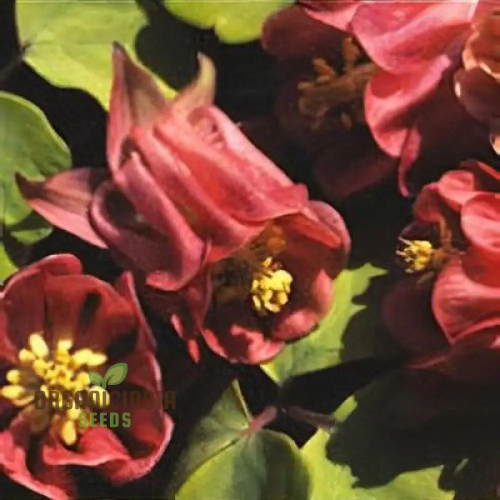 Buy Aquilegia Vulgaris â€™Oranges And Lemonsâ€™ Seeds For Gardening | Rare Perennial Flower