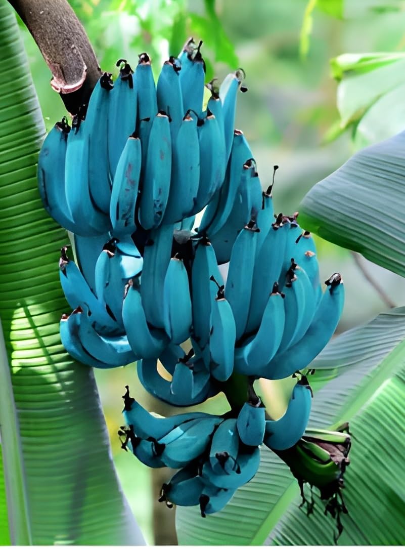 Buy Blue Banana seeds online for planting exotic tropical fruits