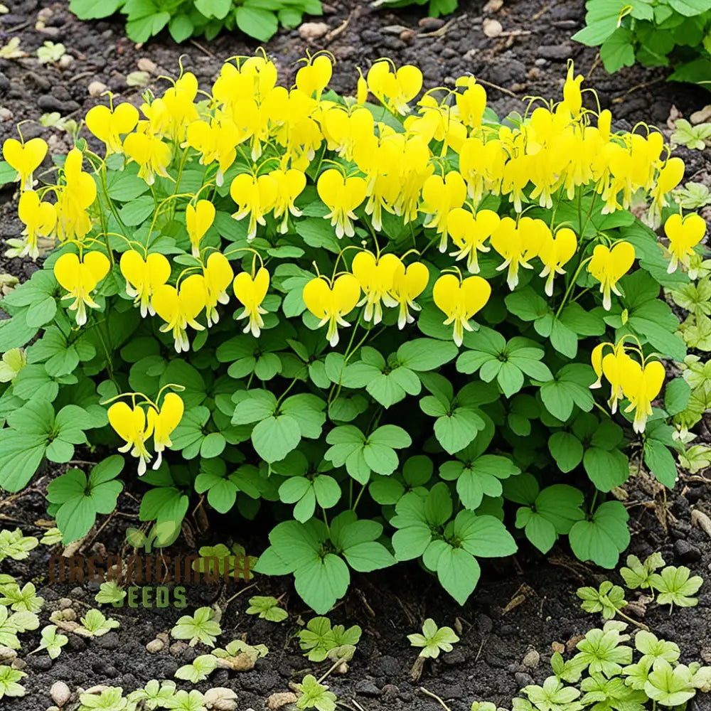 Buy Dicentra Spectabilis Seeds â€“ Premium Bleeding Heart For Beautiful Gardens Perennials