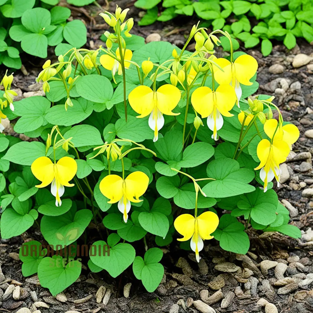Buy Dicentra Spectabilis Seeds â€“ Premium Bleeding Heart For Beautiful Gardens Perennials