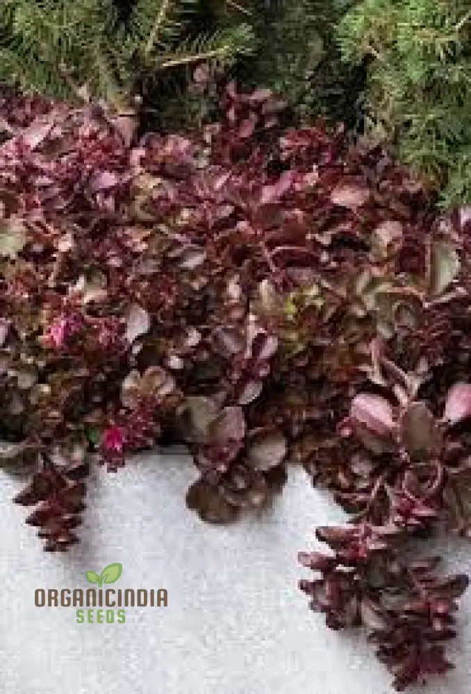 Buy Sedum Spurium â€™Voodooâ€™ Seeds For Gardening Enthusiasts | Hardy Perennial Plant