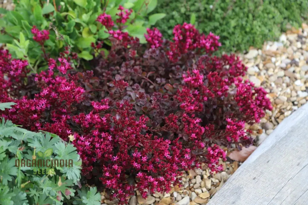 Buy Sedum Spurium â€™Voodooâ€™ Seeds For Gardening Enthusiasts | Hardy Perennial Plant