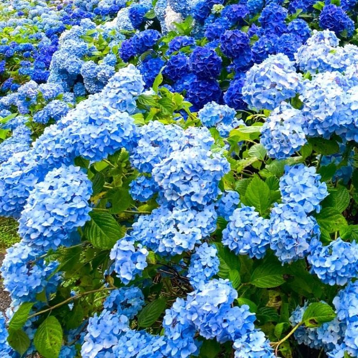 Royal Blue Hydrangea Seeds - Vibrant Blooms for Your Garden, Planting Instructions Included