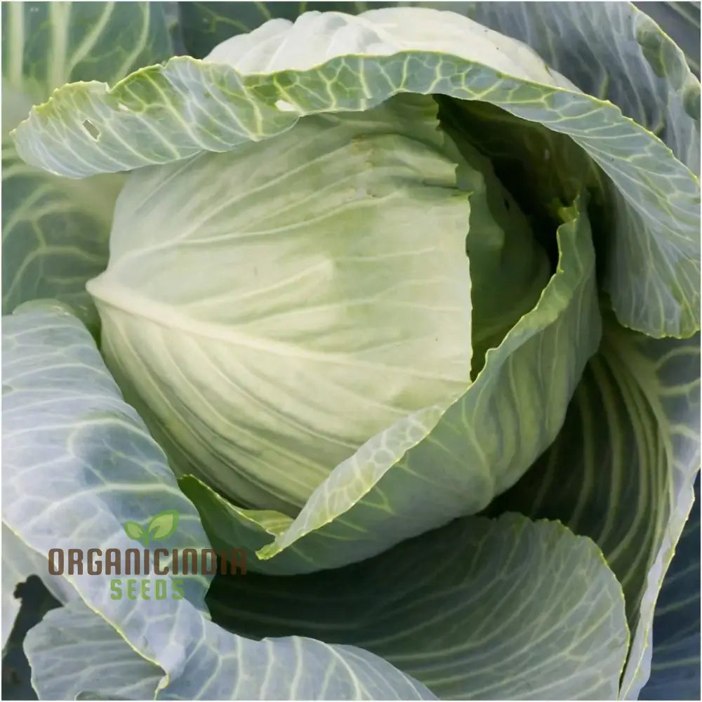 Mature Duncan F1 Cabbage Plant from Organic Seeds
