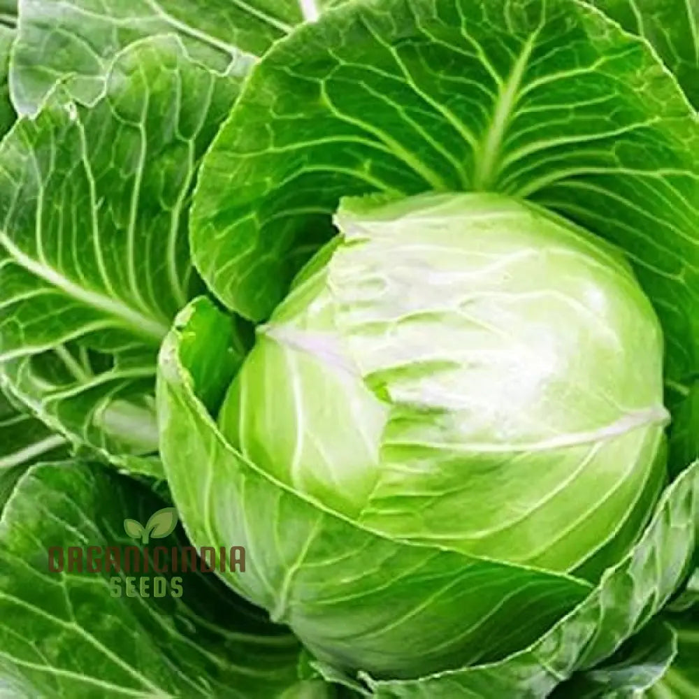 Durham Early Cabbage Seeds for Gardening, Premium Vegetable Seeds