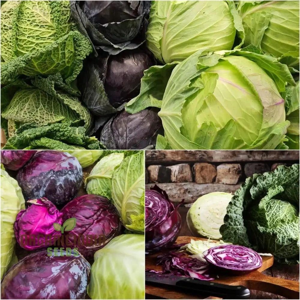 Heirloom Mix Cabbage Seeds for Home Garden, Crisp and Flavorful Heads