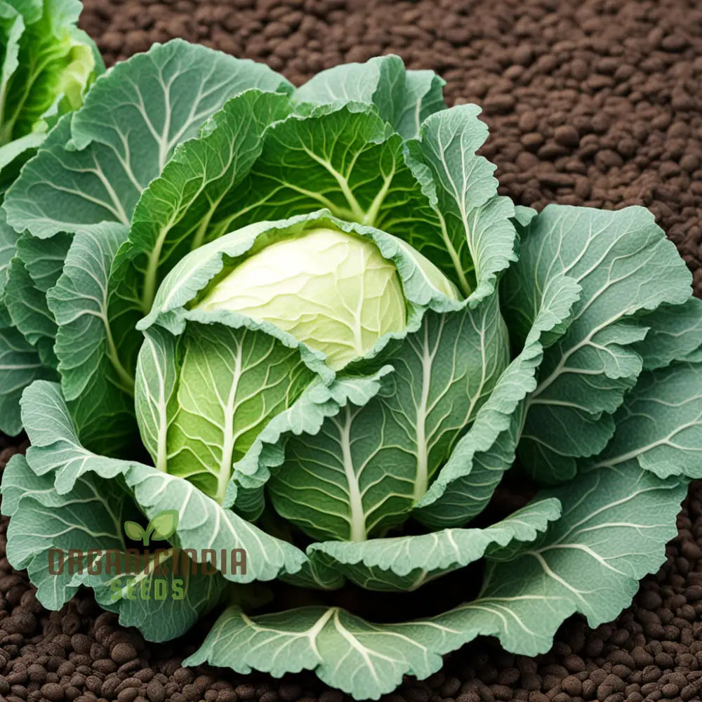 Hybrid cabbage seeds for home garden planting