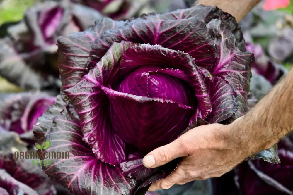 Fresh Kalibos Red Cabbage Heads, Deep Red and Crunchy