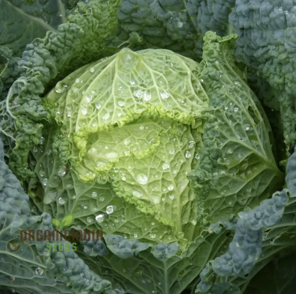Mature Cabbage Ormskirk Plant from Seeds, Firm and Crisp Vegetable