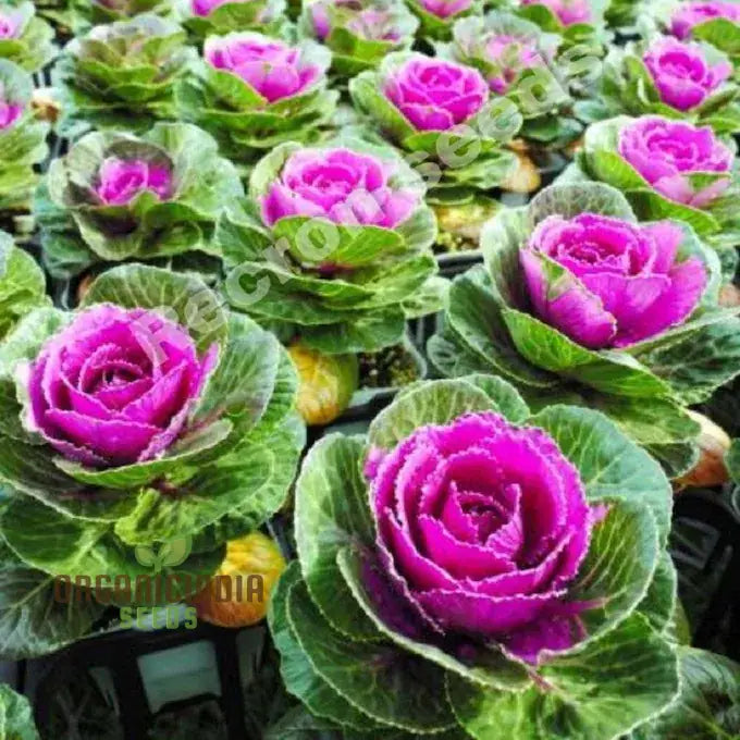 Decorative Ornamental Cabbage Leaves, Colorful and Elegant Garden Plants