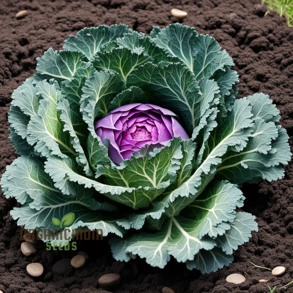Mature Ornamental Cabbage Plant from Seeds, Upright and Vibrant Leaves