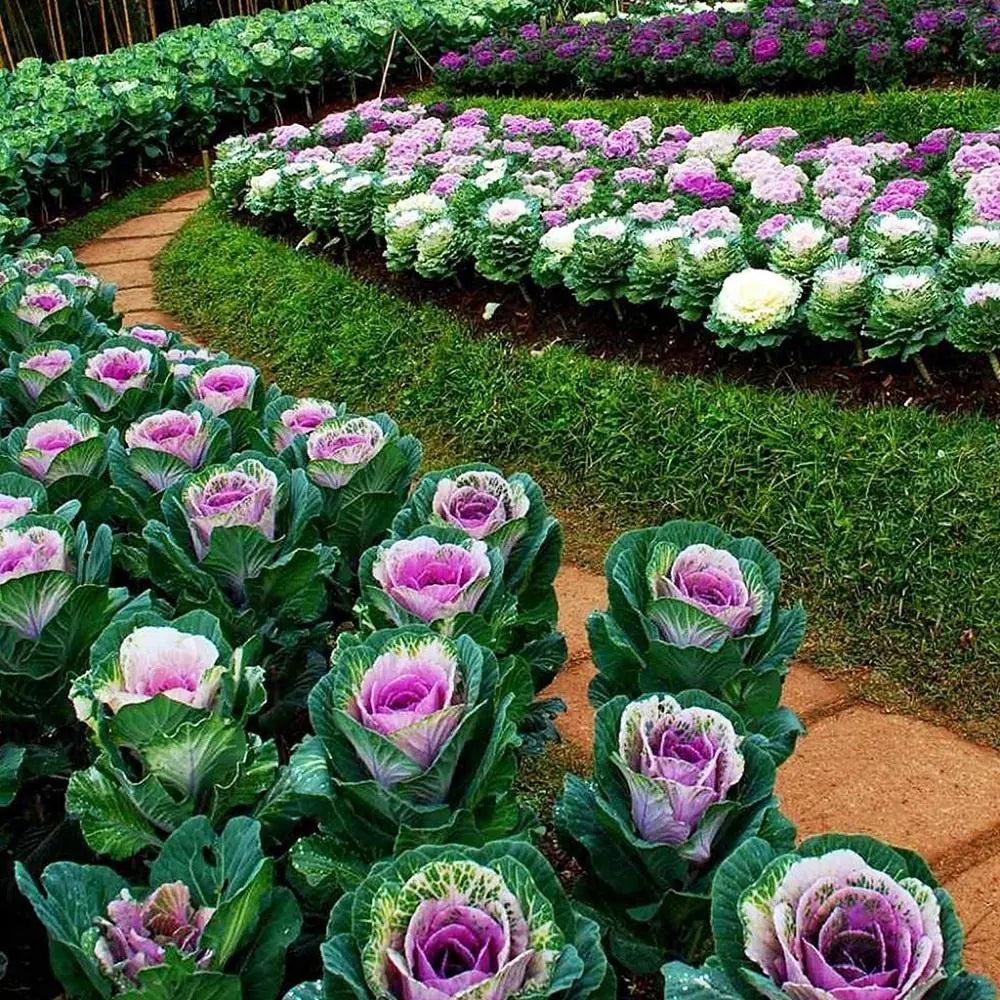 Ornamental Cabbage Seeds for Home Garden, Vibrant Decorative Cabbage Plants