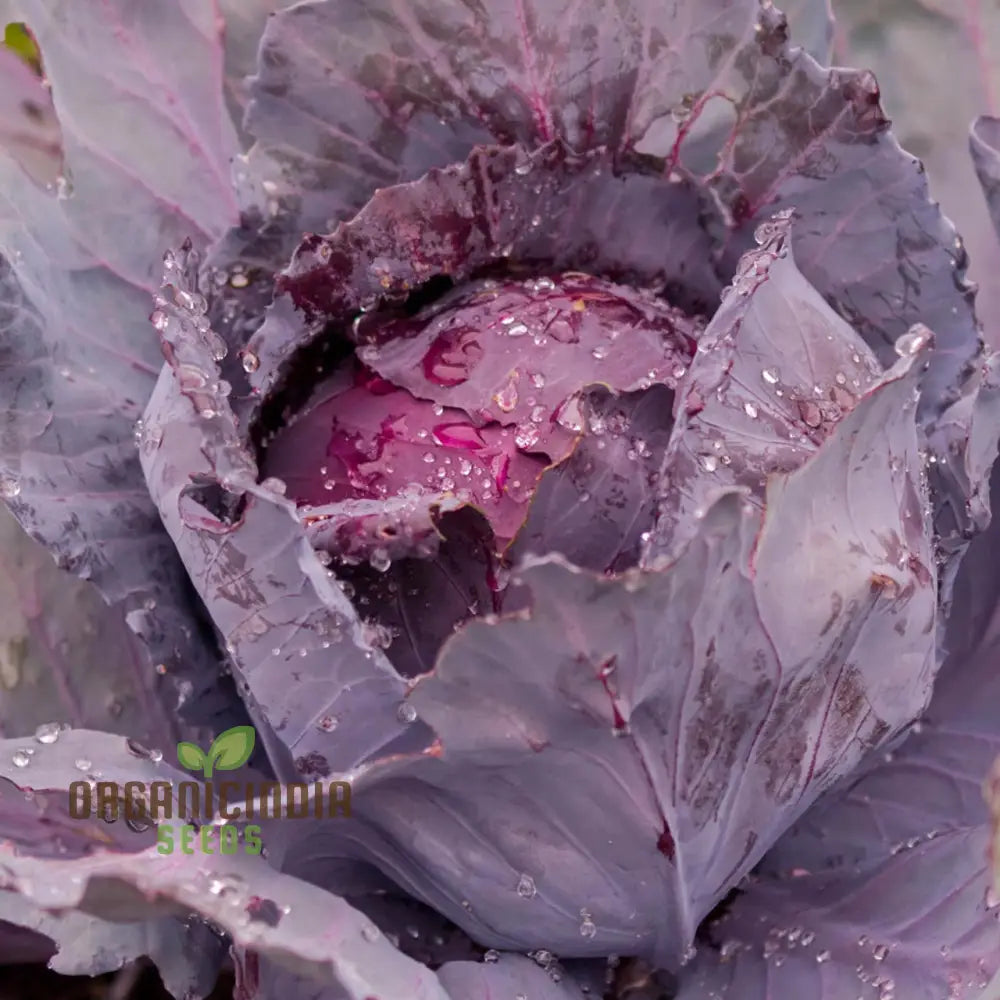 Mature Red Drumhead Cabbage Heads from Non-GMO Seeds