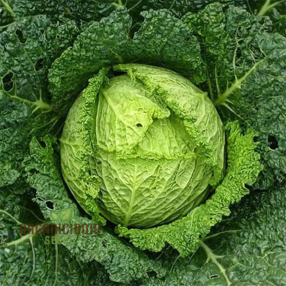 Cabbage Rigoletto Seeds for Home Garden, High-Yield Vegetable Seeds