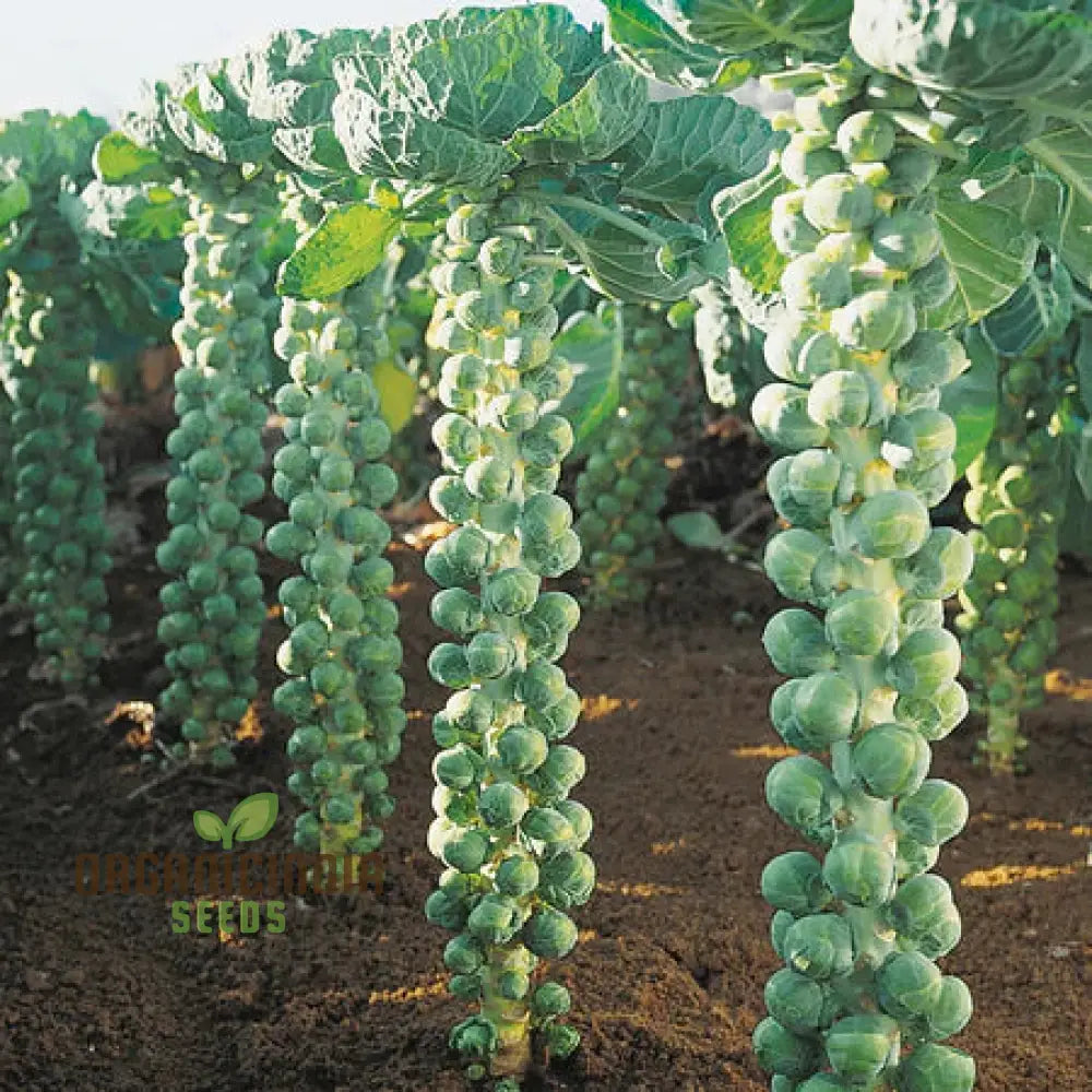 Cabbage seeds growing in container garden
