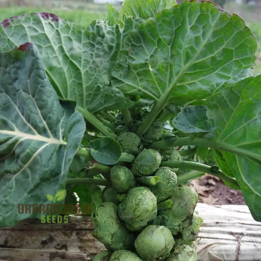 Cabbage seeds for home garden planting