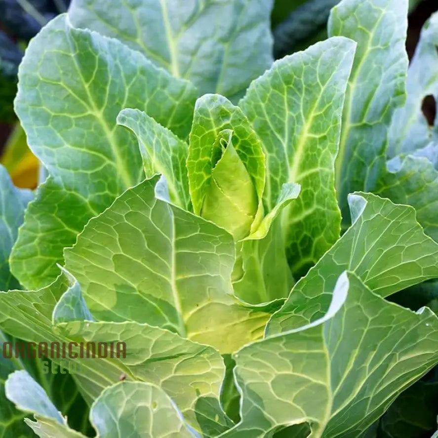Mature Wheeler’s Imperial Cabbage Heads from Quality Seeds