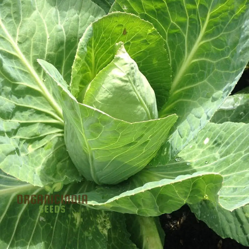 Cabbage Wheeler’s Imperial Seeds for Gardening, High-Yield Vegetable Seeds