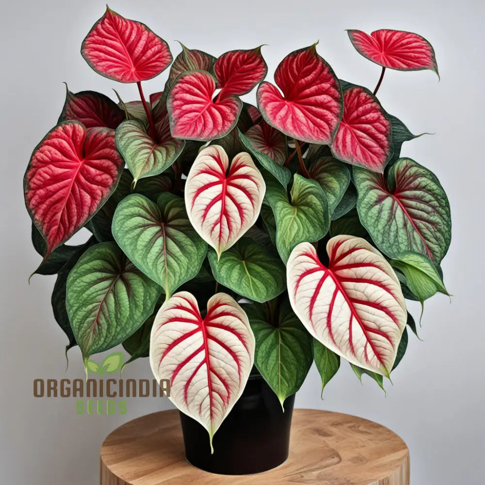 カラジウム　ビコロール 　\