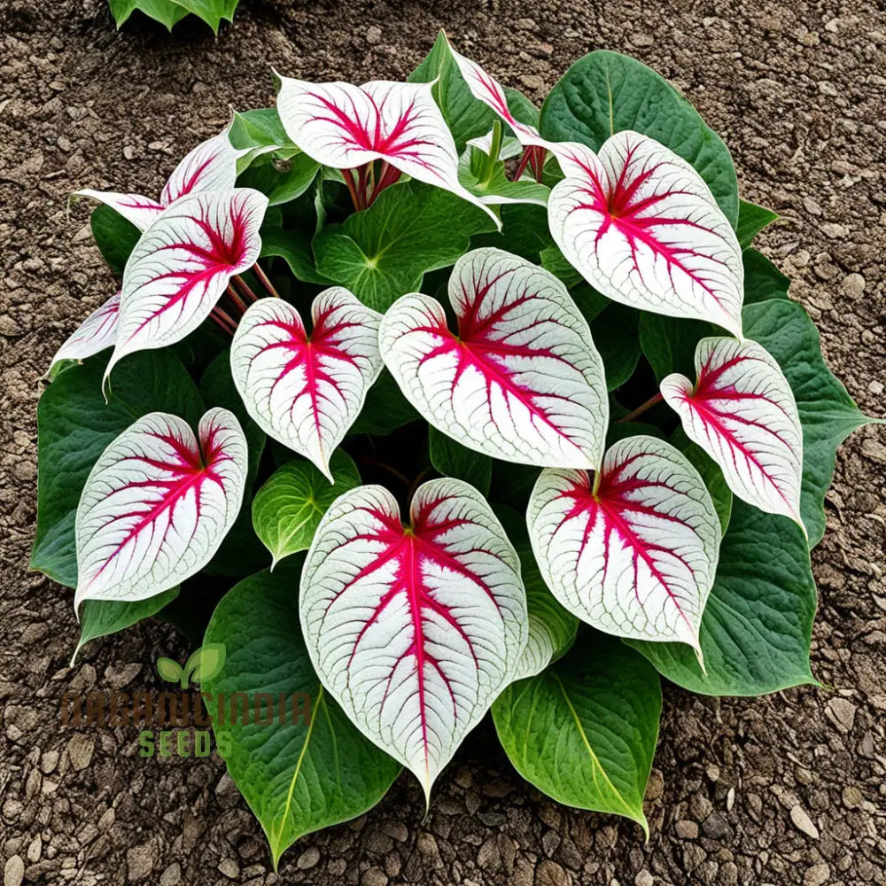 カラジウム・バイカラー植物の種子、日陰の庭や屋内スペースに育て カラジウム・バイカラー植物の種子、日陰の庭や屋内スペースに育て