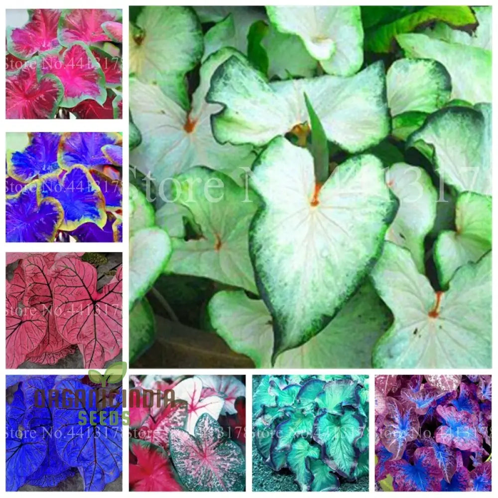 Caladium Seeds â€“ Rainbow Perennial Planting (100 Pcs) Plant