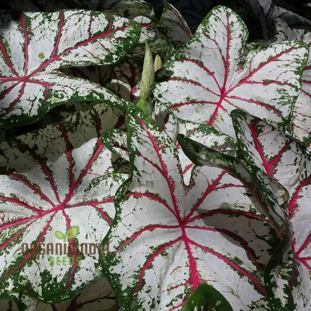 Caladium Burnt Rose Growing in Shaded Garden Bed