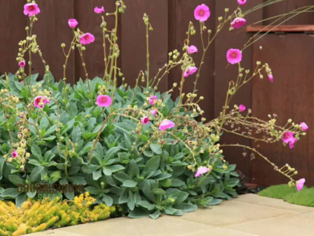 Calandrinia Seeds Ideal for Rock Gardens and Sunny Landscapes