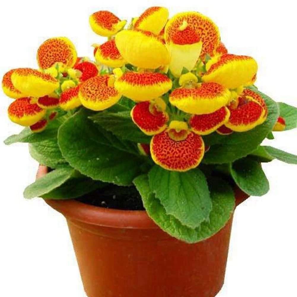 Premium Calceolaria integrifolia Flower Seeds for Bright Garden Blooms