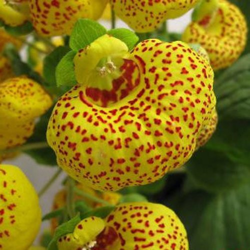 Calceolaria integrifolia Seeds Ideal for Borders and Bedding Areas