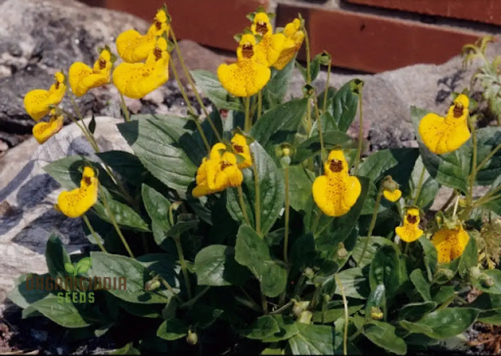 Calceolaria â€™John Innesâ€™ Flowering Seeds For Planting Growing Vibrant Blooms Your Garden