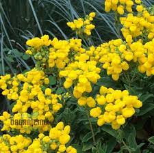 Calceolaria Flower Seeds for Containers and Partial Shade Gardens