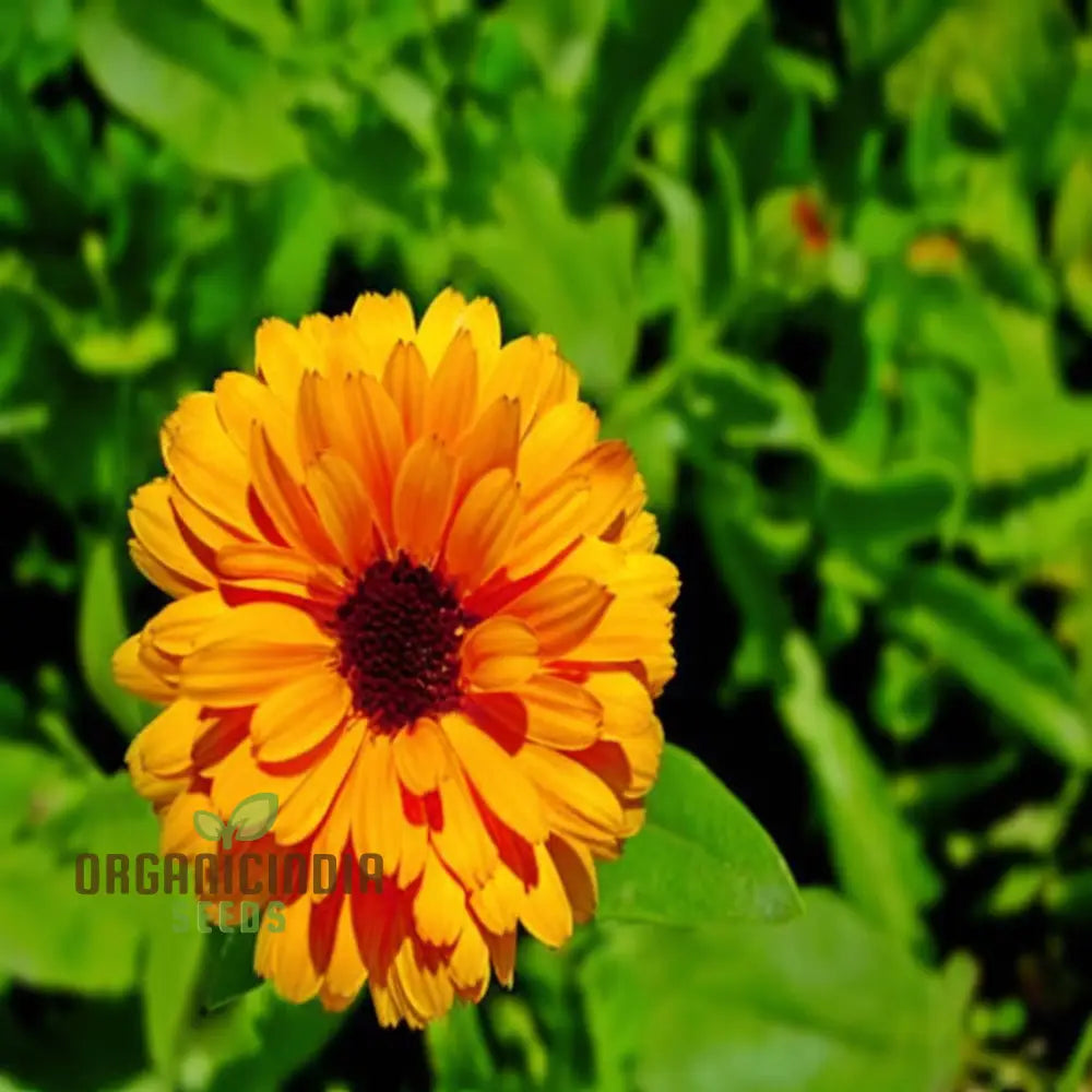 Calendula Double plants in garden border display