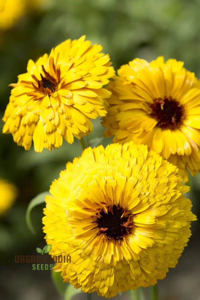 Calendula Officinalis â€™Bulls Eyeâ€™ Flower Seeds For Planting Ideal Gardening And Vibrant Blooms
