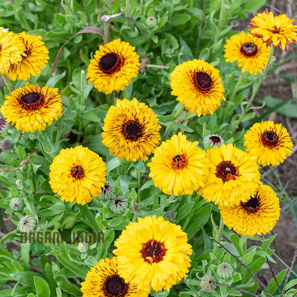 Calendula Officinalis â€™Bulls Eyeâ€™ Flower Seeds For Planting Ideal Gardening And Vibrant Blooms