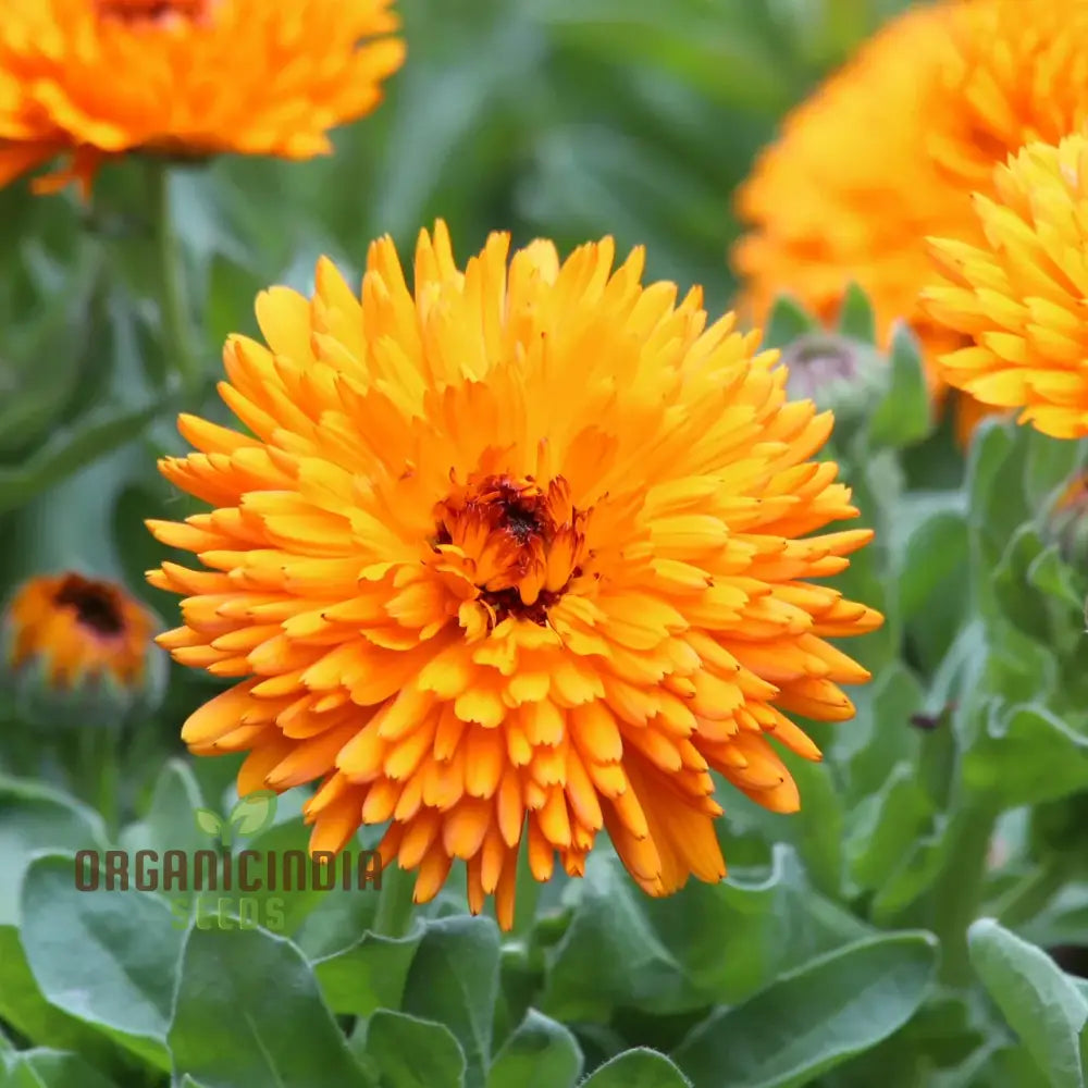 Calendula Officinalis â€™Calexis Orangeâ€™ Flower Seeds For Planting And Gardening Success