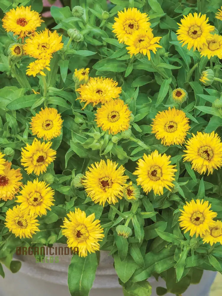 Calendula Officinalis â€™Calexis Yellowâ€™ Flower Seeds Perfect For Planting And Gardening Enthusiasts